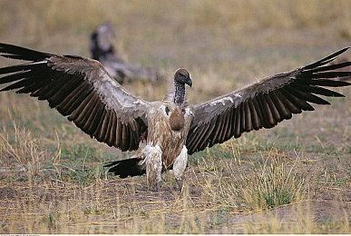 致远星战况如何？《光环：致远星》发售十五周年