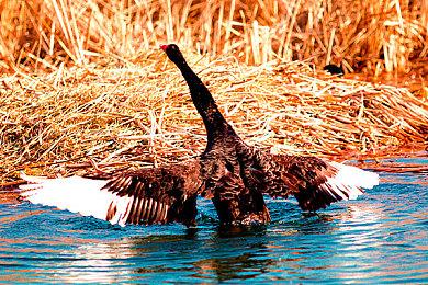 《尘埃终须落定》登陆Steam 推理冒险新游